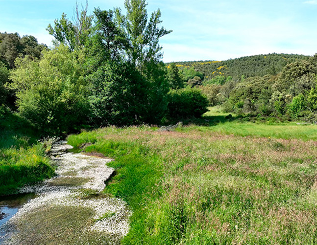Bostal: Un bosque multifuncional y biodiverso en Zamora que transforma y enriquece el entorno.