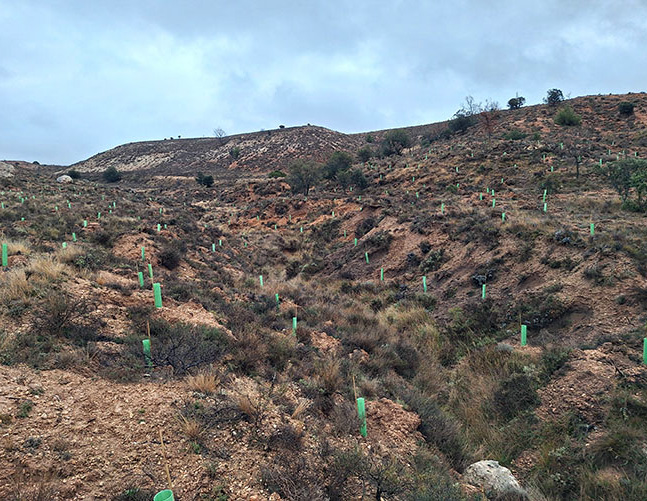 Gormaz: Un bosque en Soria para revertir procesos de erosión y crear refugios de biodiversidad.
